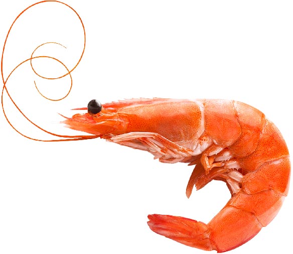 Shrimp with no color inclusion